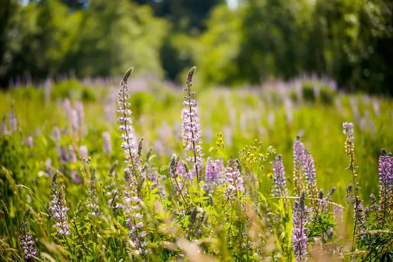 Seasonal Wildflowers in Meadow Clearings