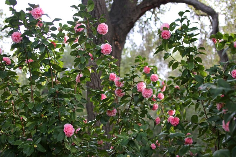Camellias in Bloom