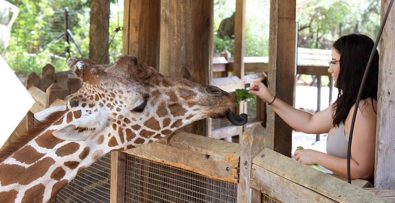 Dallas Zoo Adventure