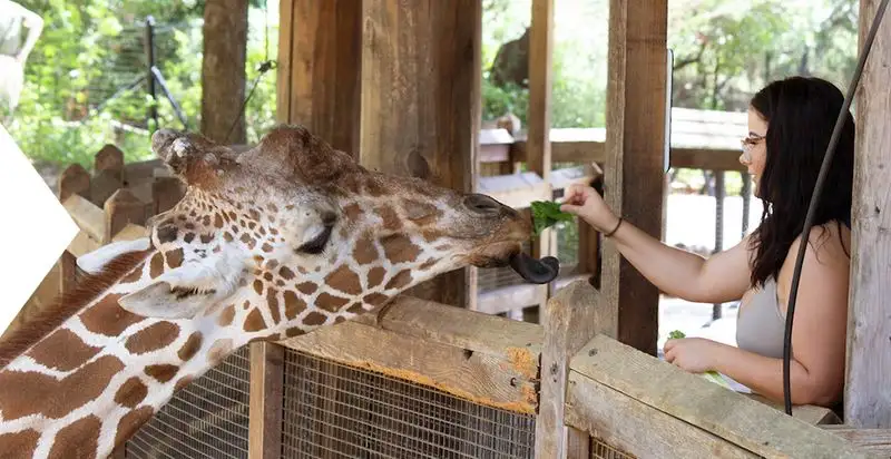 Dallas Zoo Adventure