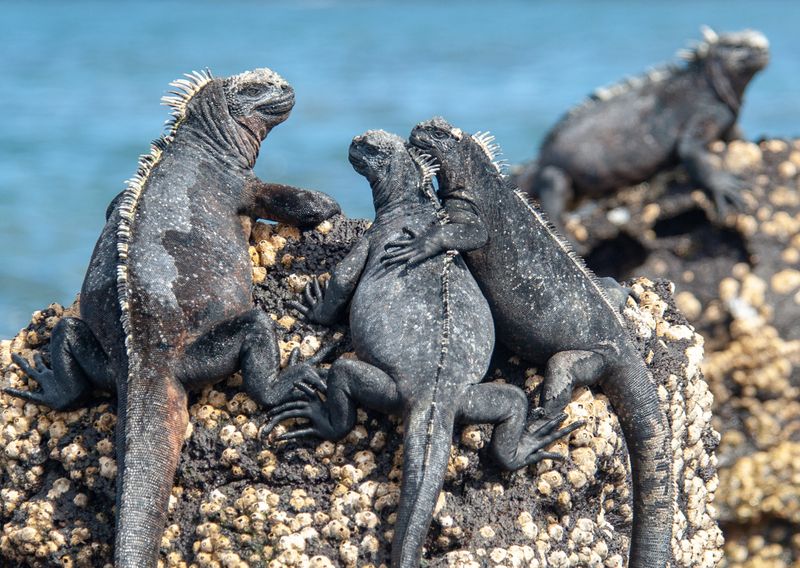 Galápagos Islands, Ecuador