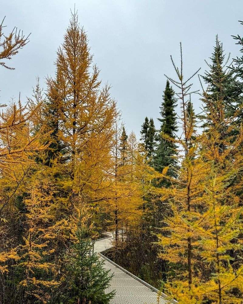 Tamarack Larches in Minnesota’s Boundary Waters