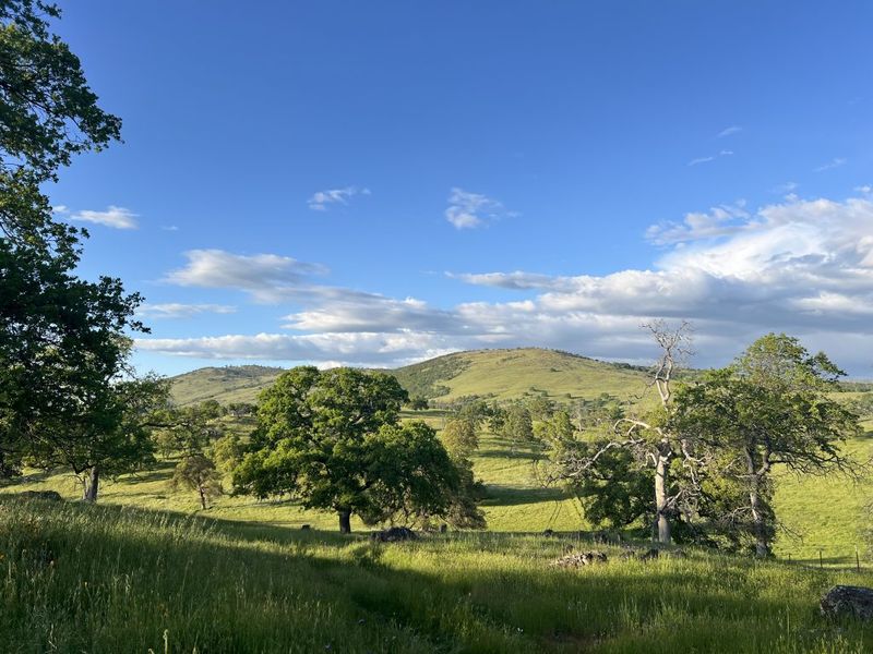 Sierra Foothill Conservancy
