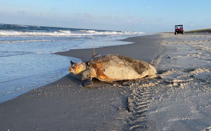 Sea Turtle Nesting Grounds