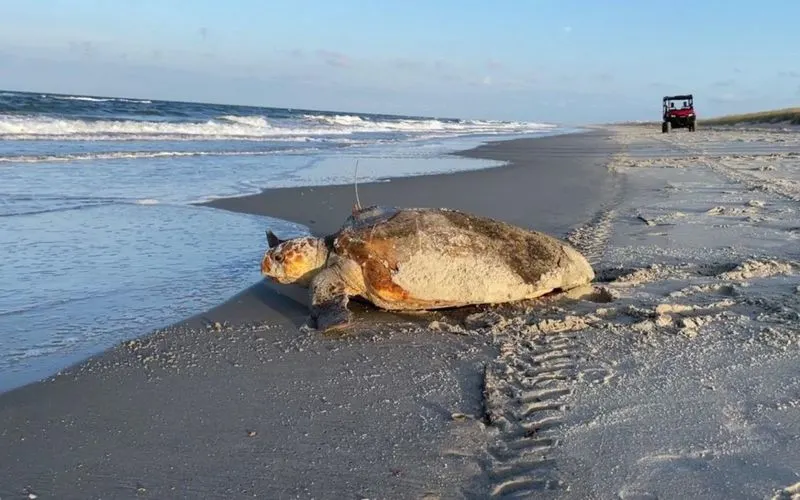 Sea Turtle Nesting Grounds