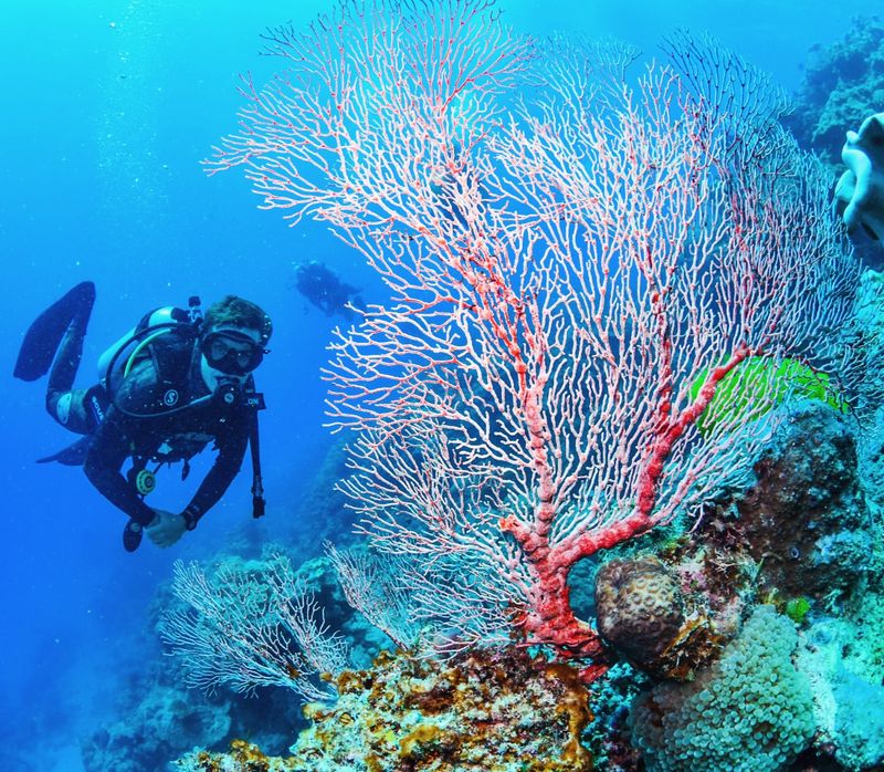 The Great Barrier Reef, Australia