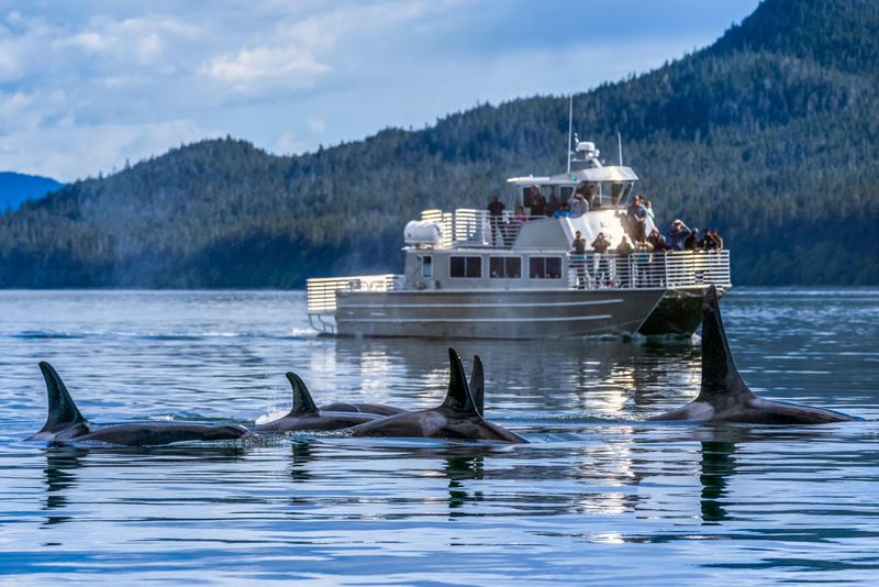 Whale Watching in Juneau