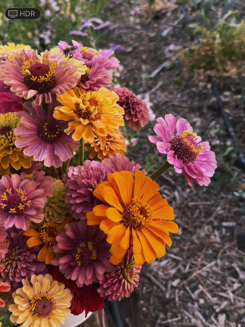 Desert Zinnias in Rock Gardens and Road Medians