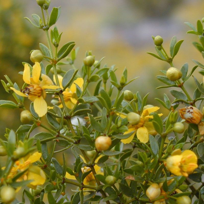 Creosote Bush: The Desert’s Rain Scent