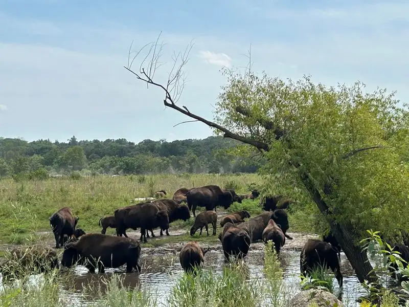 Paynes Prairie Preserve State Park