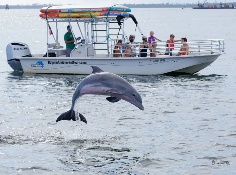 Dolphin Watching Adventure