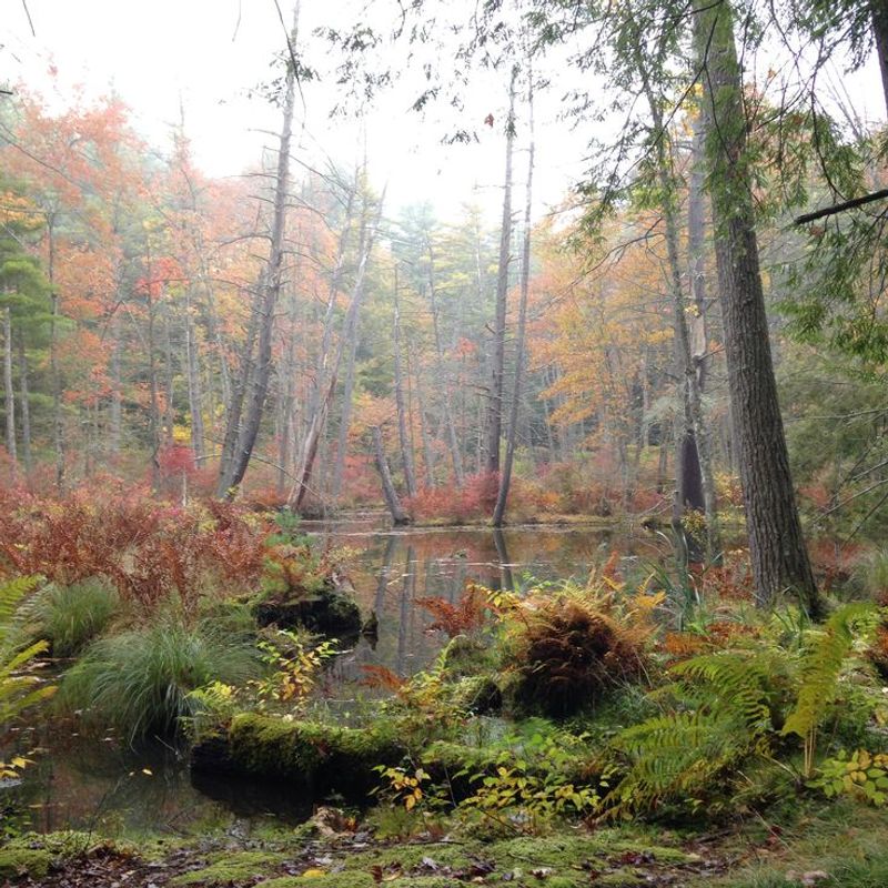 Chenango Valley State Park