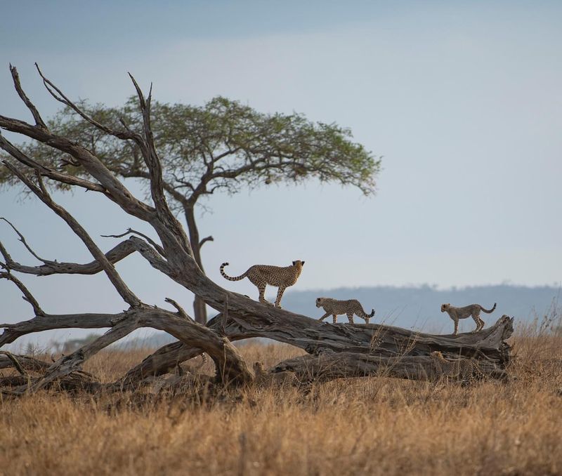 Serengeti National Park, Tanzania