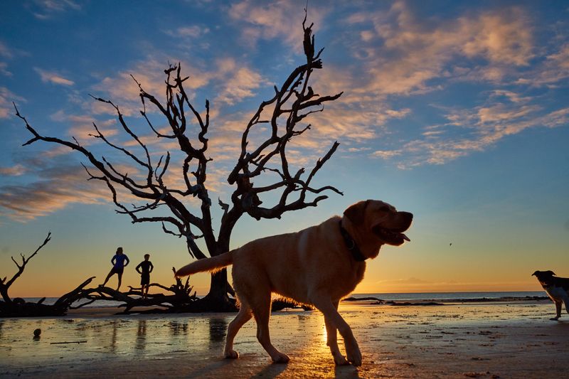 Jekyll Island Driftwood Beach – Georgia