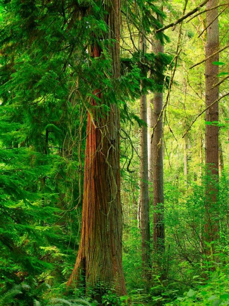 Western Red Cedars Along Wet Banks