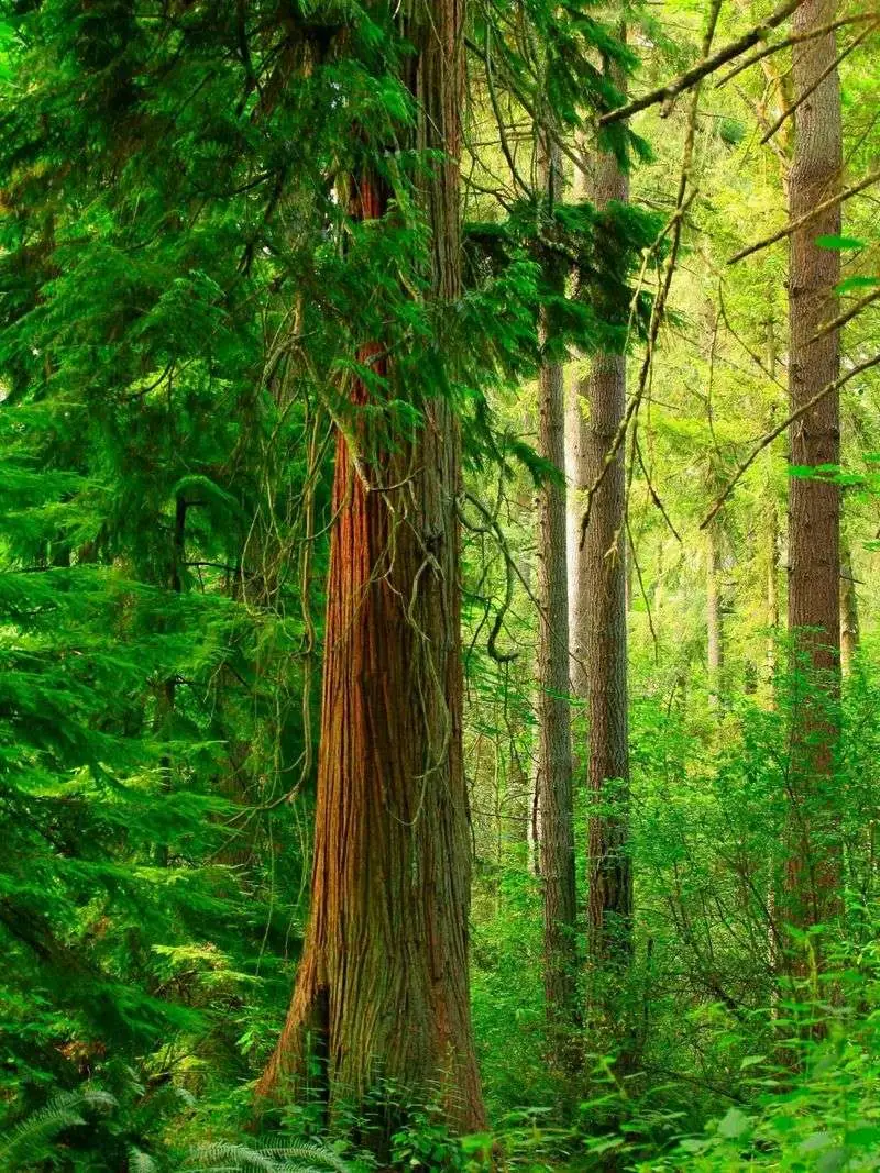 Western Red Cedars Along Wet Banks