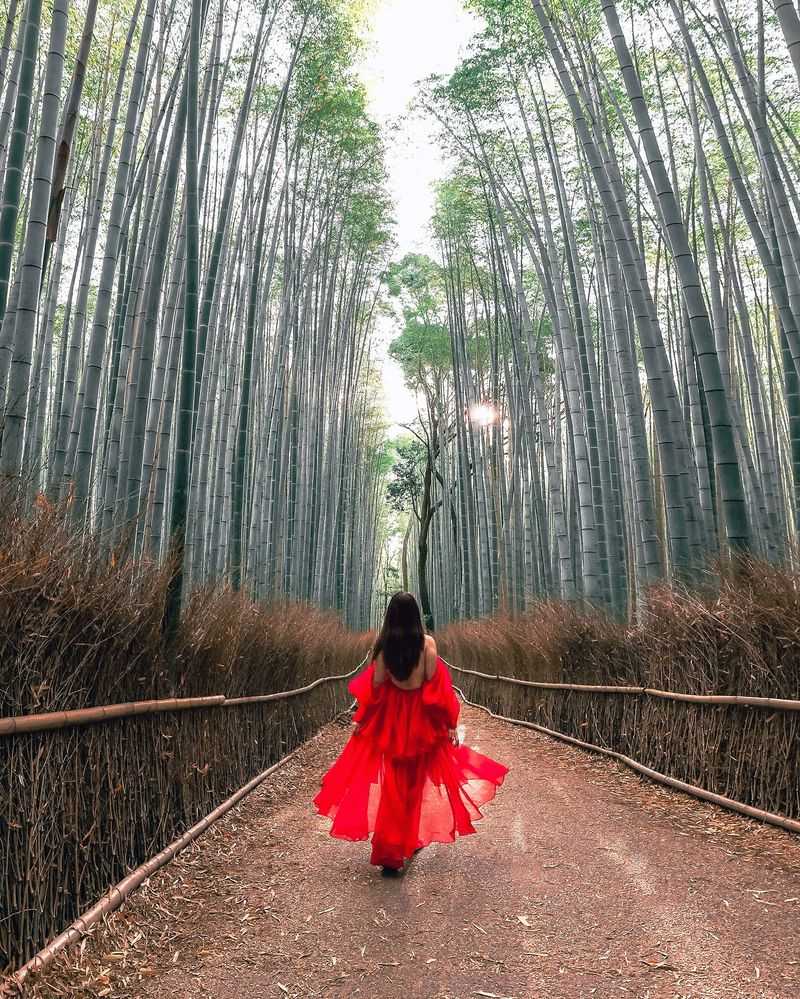 Bamboo Groves – Speak Softly, and Don’t Knock the Stalks