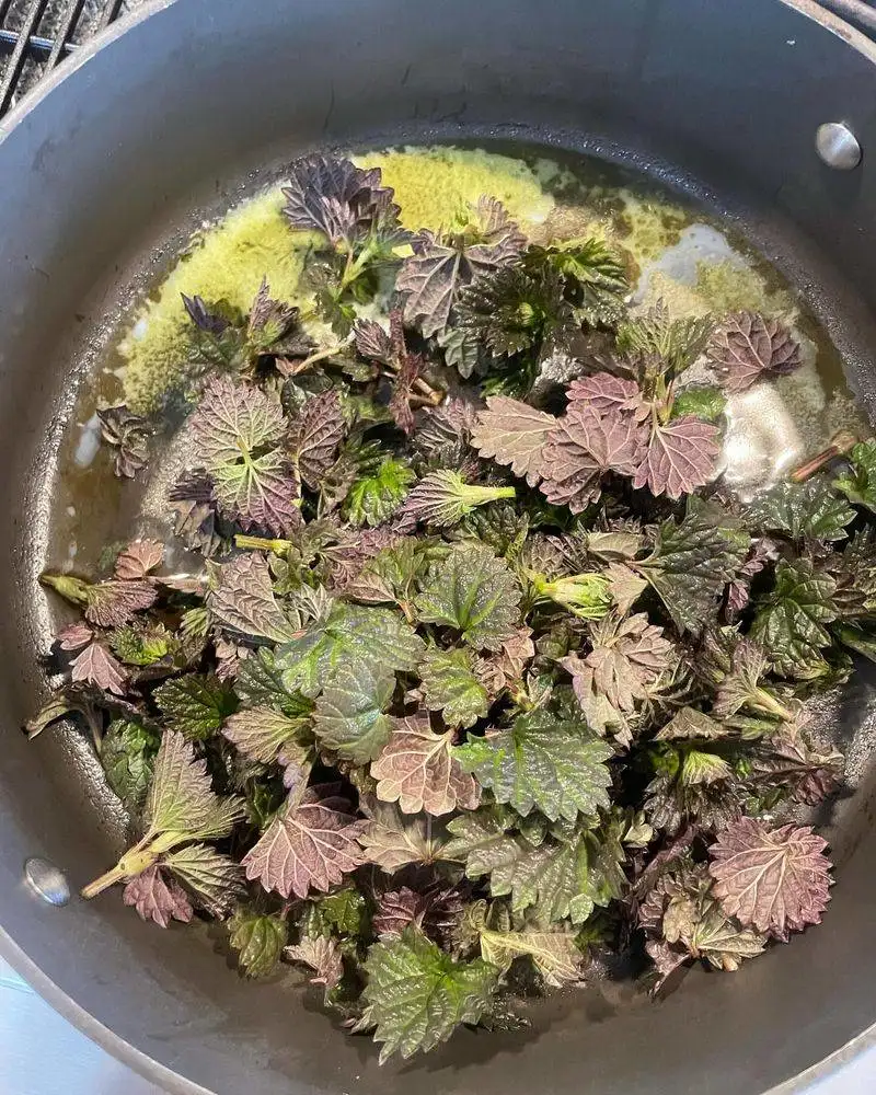 Stinging Nettle in Homestead Gardens and Teas