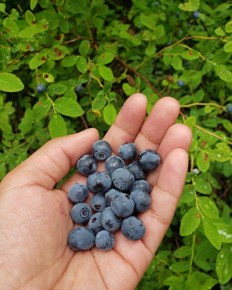 Wild Alaskan Blueberries Along Trail Edges