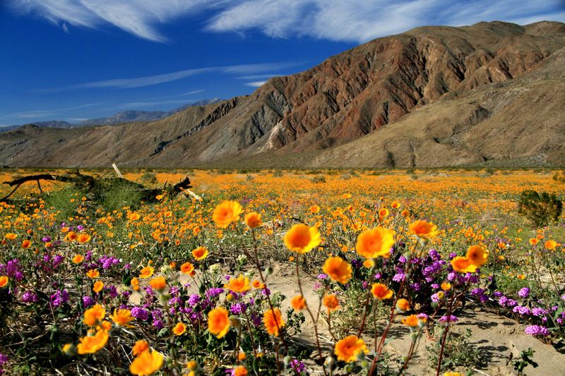 Anza-Borrego Desert State Park