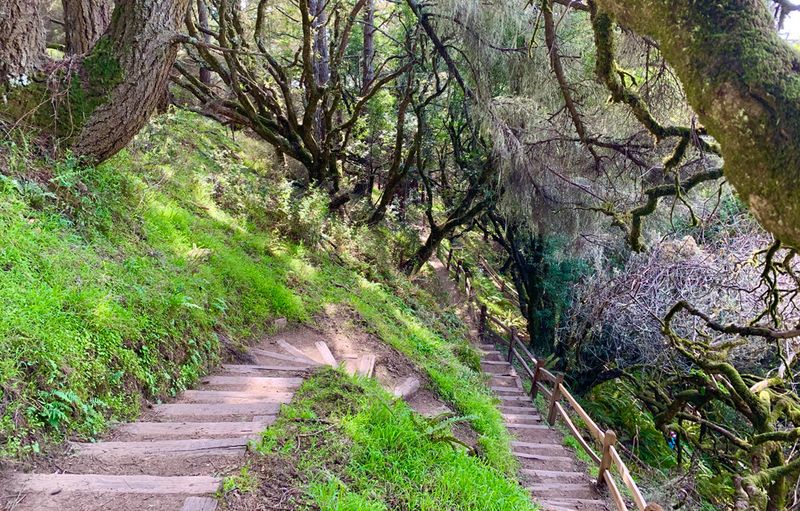 Mount Tamalpais – Matt Davis to Steep Ravine Loop