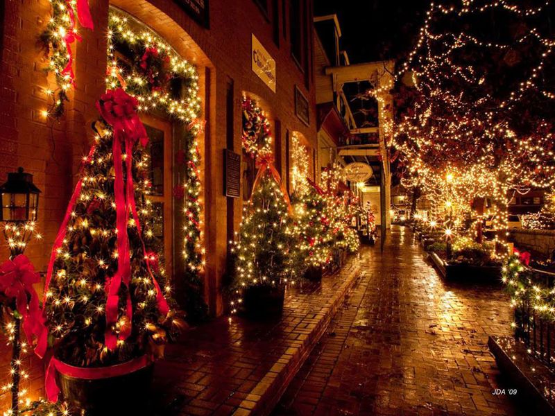Christmas Ferns Staying Green Year-Round