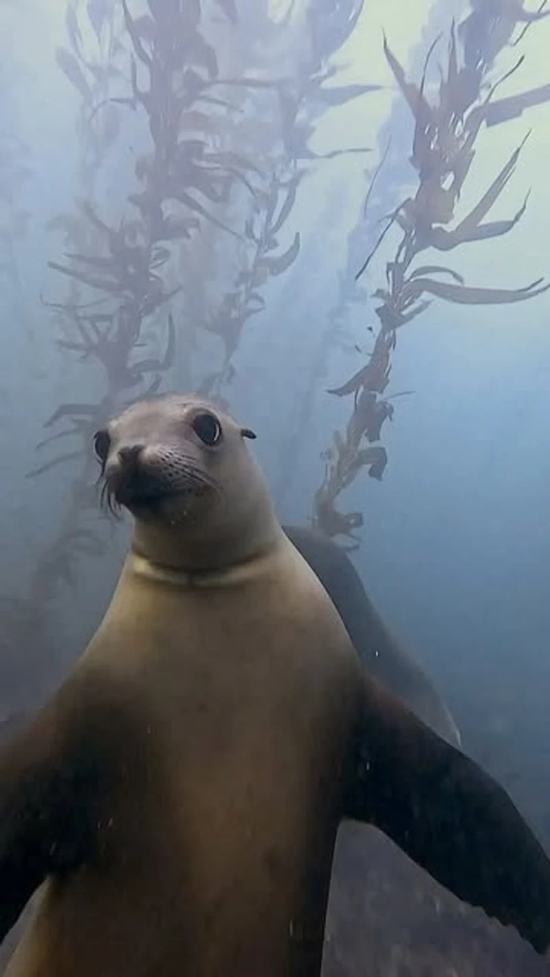 La Jolla Cove, California