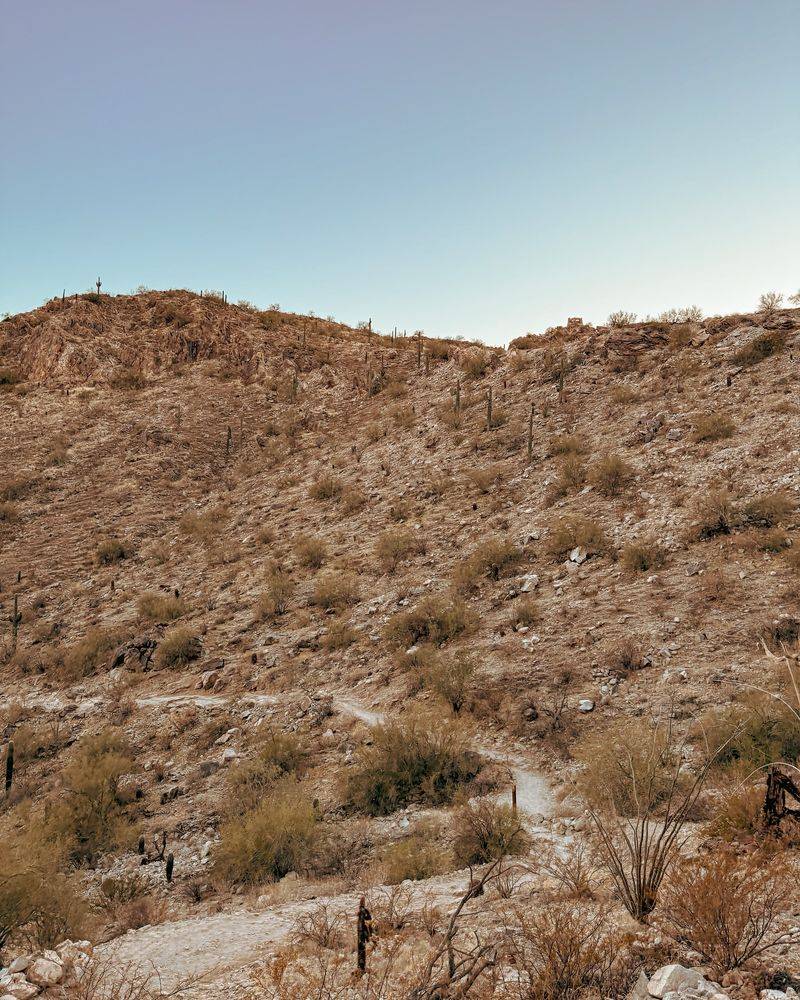 Desert Trails