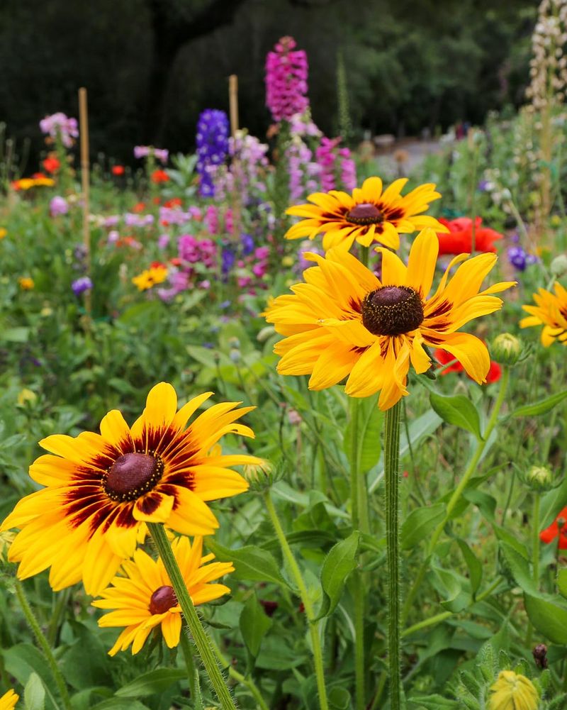Sunflowers Brightening Community Gardens