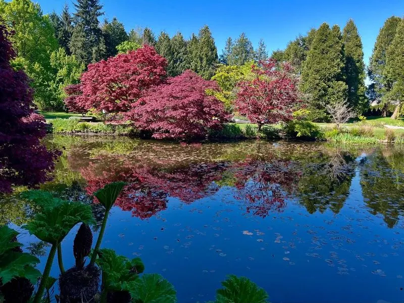 Japanese Maples at Bloedel Reserve