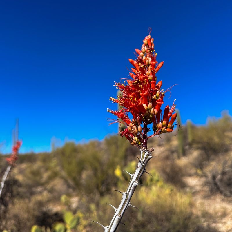 Ocotillo: Spiny Stalks That Come to Life