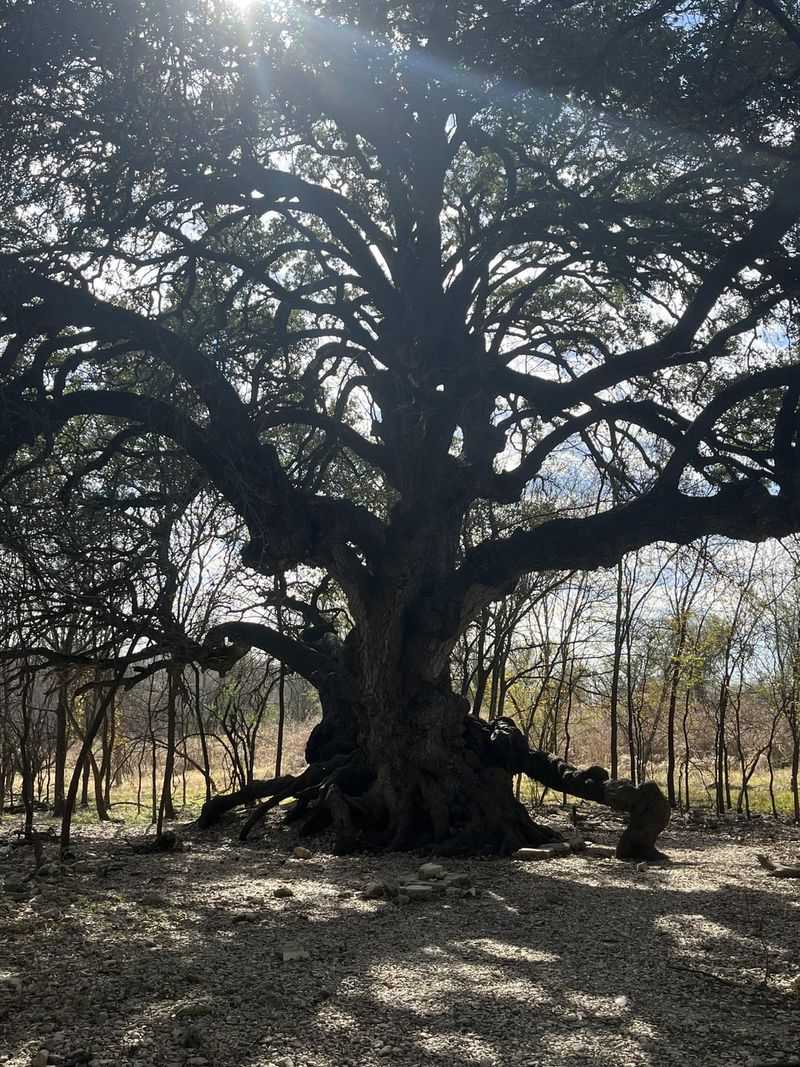 Old Oaks and Shady Lawns – A Sense of Continuity