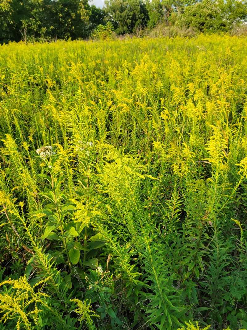 Goldenrod and Milkweed in Open Meadow Pockets