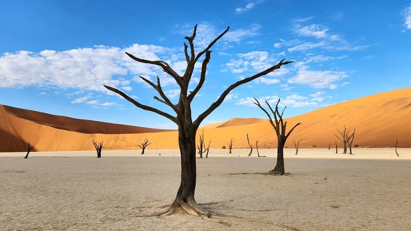 Namibia: Desert Giants and Community Conservation