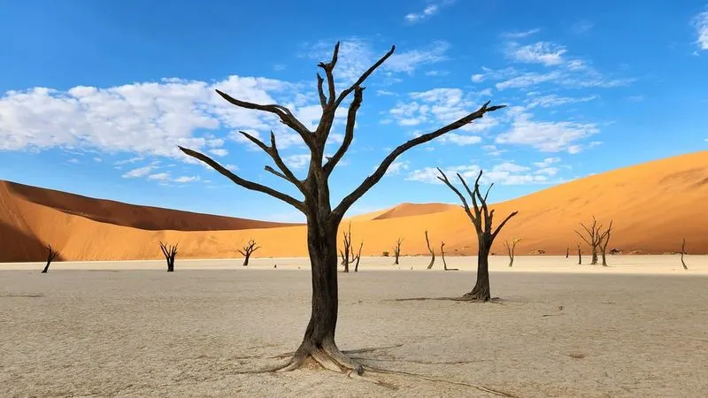 Namibia: Desert Giants and Community Conservation