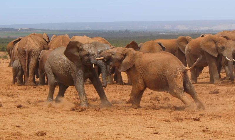 Addo Elephant National Park, South Africa