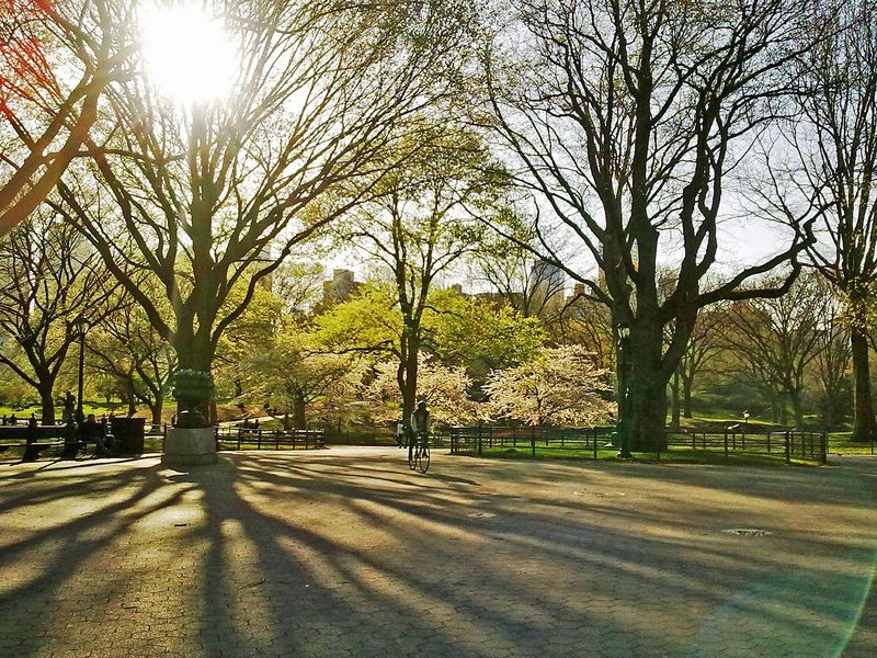 Central Park at dawn