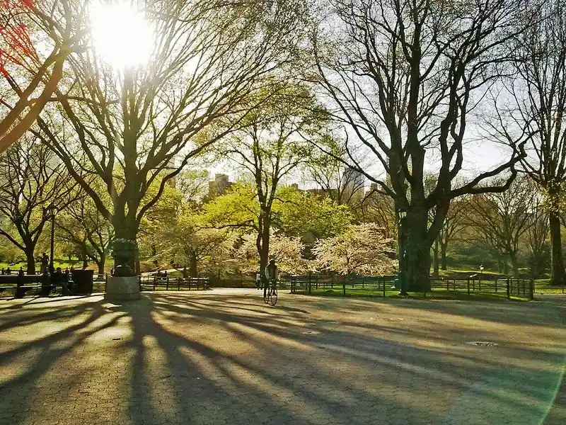 Central Park at dawn