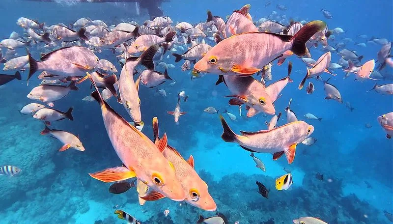 Rangiroa, French Polynesia