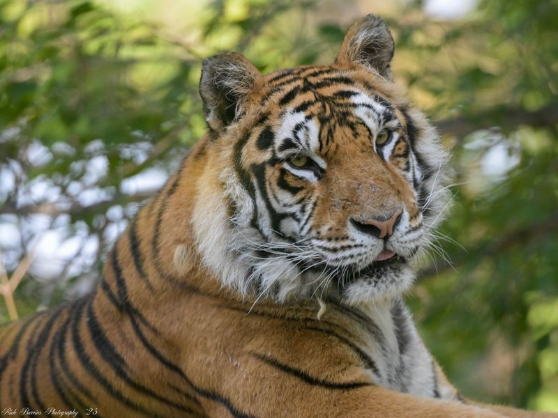 Dakota Zoo (Bismarck)