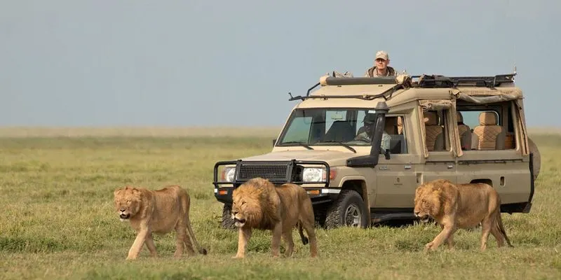 Safari in the Serengeti