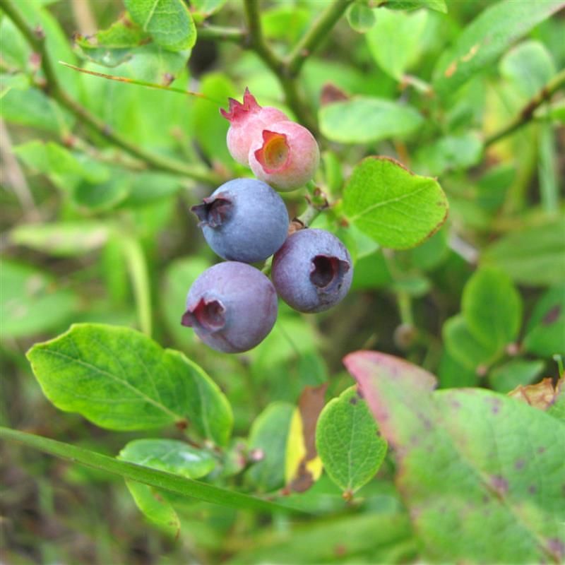 Wild Blueberries in Woodland Edges