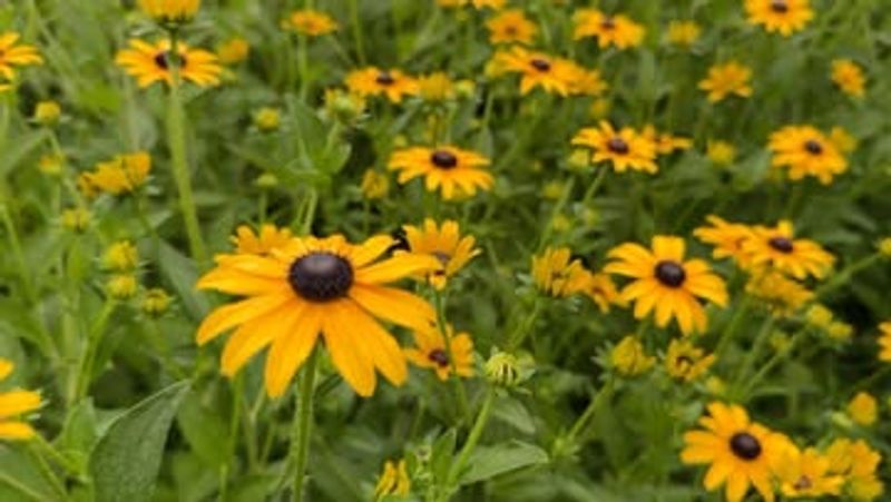 Black-Eyed Susans in Local Meadows and Road Edges