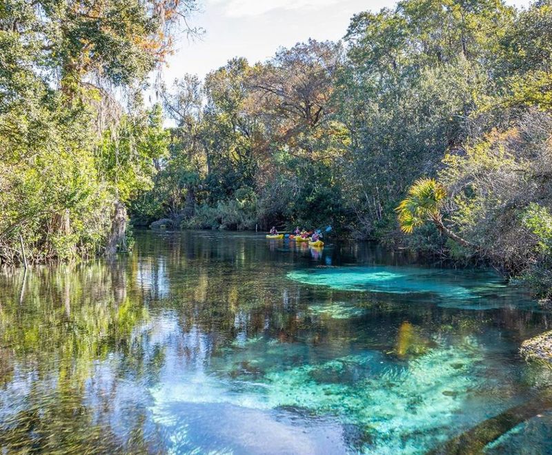 Wakulla Springs, Florida – River Swamp Plants and Aquatic Life