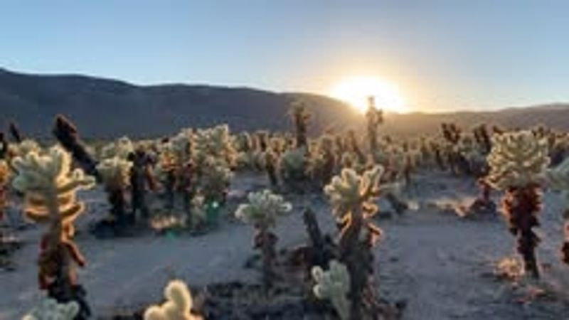 Joshua Tree National Park — Sculptural Cacti and Spiky Shadows