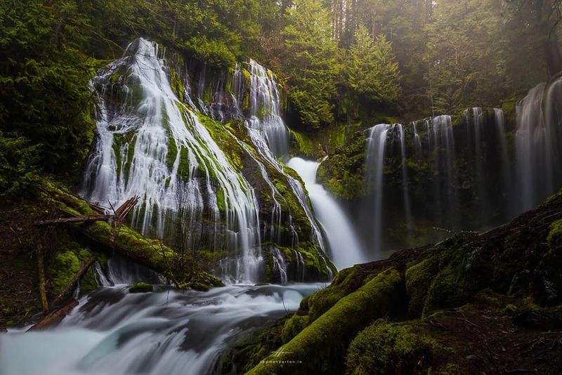 Ferns and Mosses in the Mountain Ravines