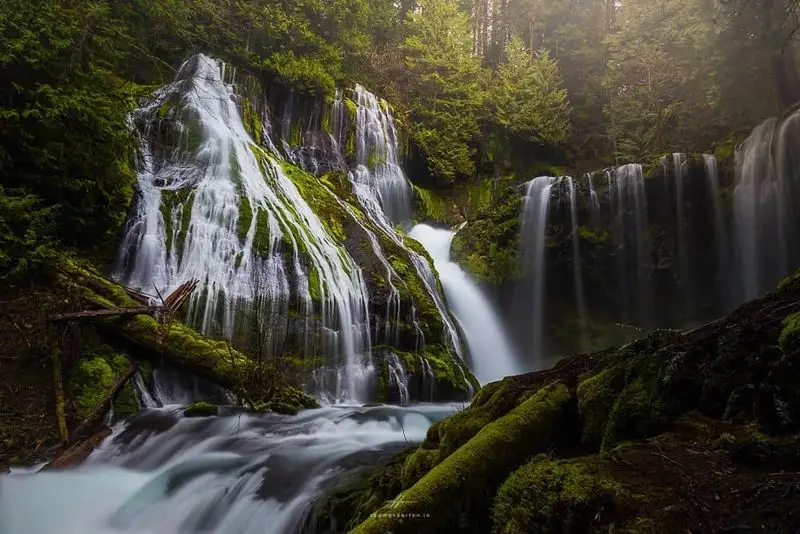 Ferns and Mosses in the Mountain Ravines