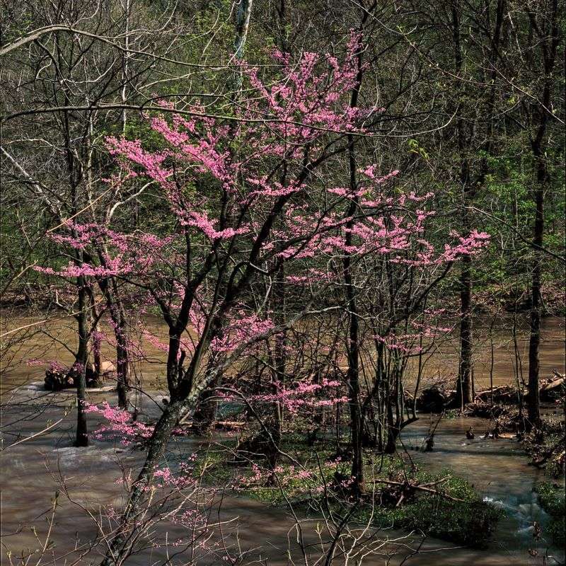 Redbuds Blooming on the Park’s Edges
