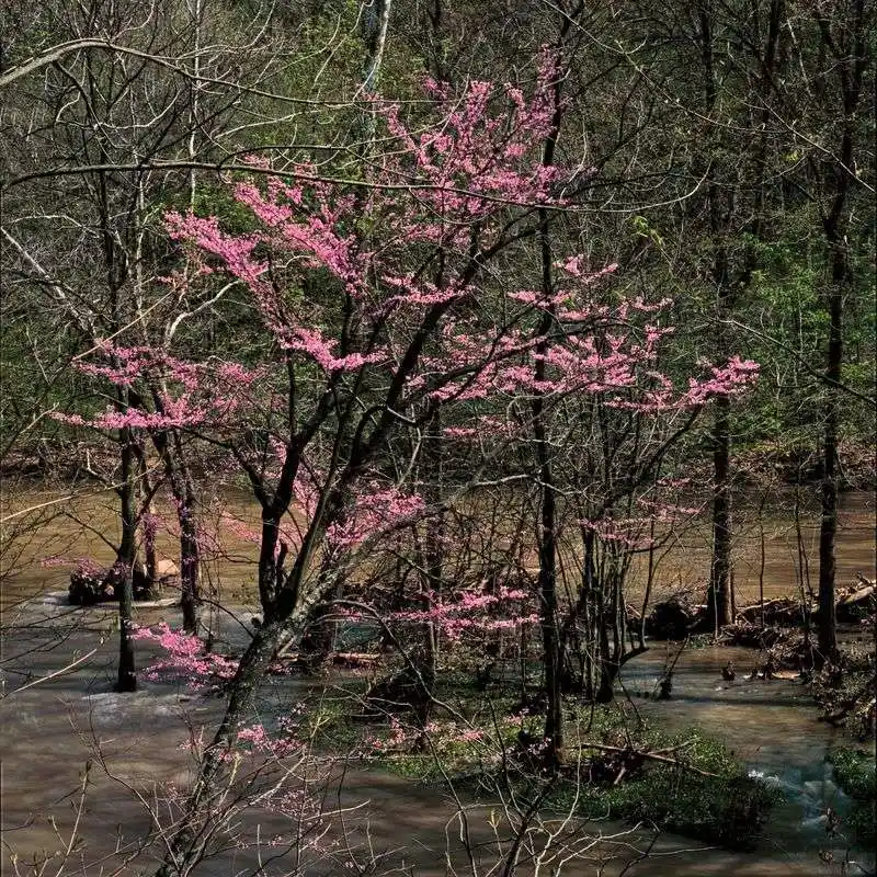 Redbuds Blooming on the Park’s Edges