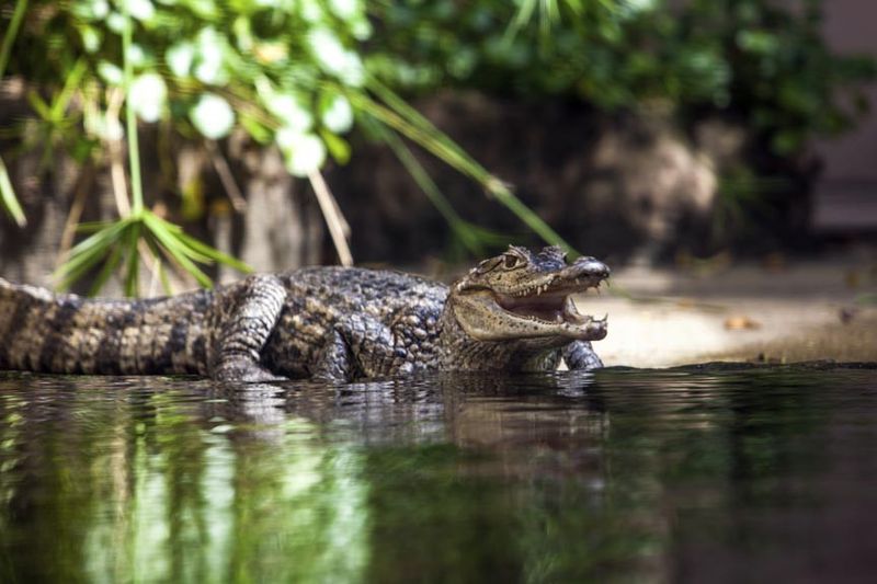 Oatland Island Wildlife Center